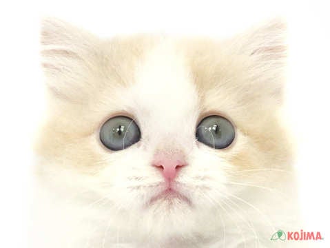 千葉県のスコティッシュストレート (コジマ四街道店/2024年2月27日生まれ/女の子/ブルーパッチドタビーホワイト)の子猫