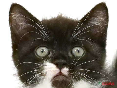 埼玉県のスコティッシュストレート (コジマ戸田公園店/2024年2月28日生まれ/女の子/ブラックホワイト)の子猫