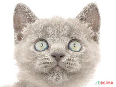 東京都のブリティッシュショートヘアー (コジマ青戸店/2024年2月26日生まれ/男の子/ブルー)の子猫