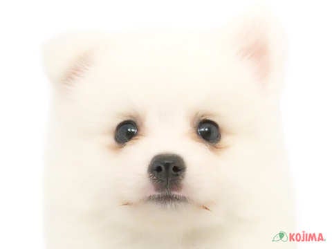 神奈川県の日本スピッツ (コジマ横浜青葉店/2024年2月28日生まれ/女の子/ホワイト)の子犬