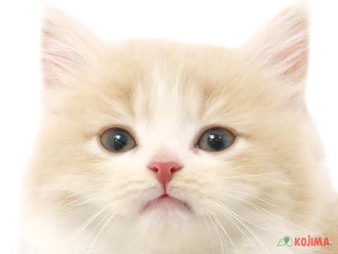 東京都のノルウェージャンフォレストキャット (コジマ目黒店/2024年2月29日生まれ/女の子/クリームホワイト)の子猫