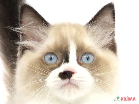 東京都のラグドール (コジマ八王子店/2024年2月20日生まれ/男の子/シールポイントバイカラー)の子猫