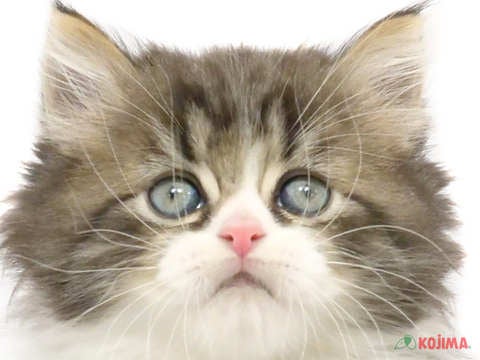 茨城県のミヌエット (コジマイーアスつくば店/2024年2月26日生まれ/男の子/ブラウンタビーホワイト)の子猫