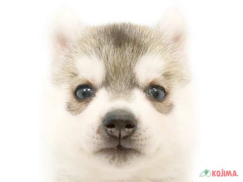 東京都のシベリアンハスキー (コジマ府中店/2024年2月26日生まれ/女の子/シルバーホワイト)の子犬