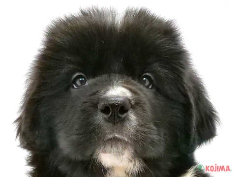 東京都のニューファンドランド (コジマソコラ用賀店/2024年2月27日生まれ/男の子/ランドシーア)の子犬