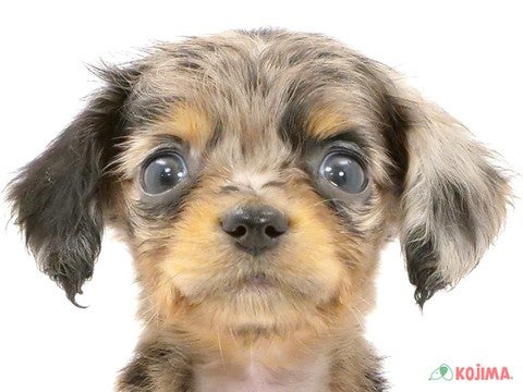 東京都のチワックス(チワワ×ダックス) (コジマGRAND亀戸店/2024年2月25日生まれ/女の子/シルバーダップル)の子犬
