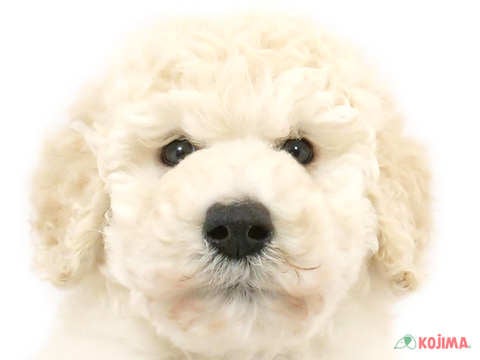 東京都のスタンダードプードル (コジマアリオ西新井店/2024年2月25日生まれ/男の子/ホワイト)の子犬