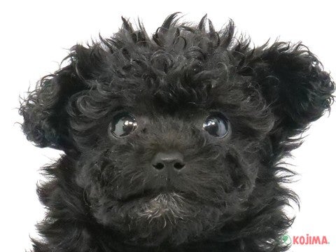 千葉県のトイプードル(トイ) (コジマアリオ柏店/2024年2月26日生まれ/女の子/ブラック)の子犬