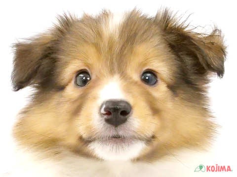 神奈川県のシェットランドシープドッグ (コジマベイタウン横浜本牧店/2024年2月27日生まれ/女の子/セーブルホワイト)の子犬