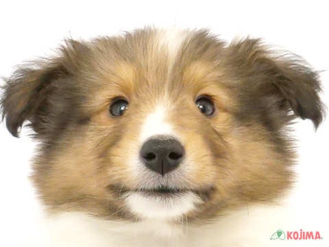 東京都のシェットランドシープドッグ (コジマ練馬店/2024年2月27日生まれ/男の子/セーブルホワイト)の子犬