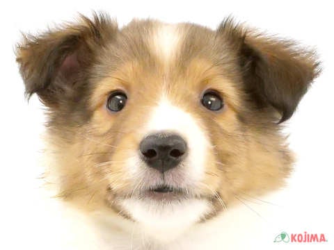 東京都のシェットランドシープドッグ (コジマ府中店/2024年2月27日生まれ/女の子/セーブルホワイト)の子犬