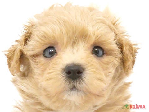 東京都のマルプー(マルチーズ×プードル) (コジマ国分寺店/2024年2月25日生まれ/男の子/アプリコット)の子犬