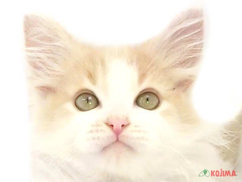東京都のメインクーン (コジマ木場店/2024年2月5日生まれ/男の子/クリームタビーホワイト)の子猫
