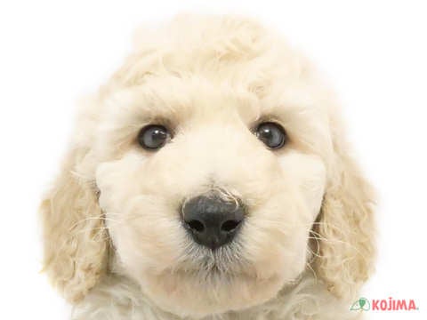 東京都のスタンダードプードル (コジマソコラ用賀店/2024年2月26日生まれ/女の子/ホワイト)の子犬