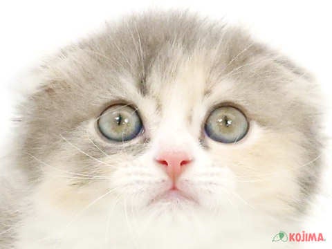 神奈川県のスコティッシュフォールド (コジマアリオ橋本店/2024年2月18日生まれ/女の子/ブルークリームホワイト)の子猫