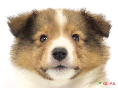 東京都のシェットランドシープドッグ (コジマ木場店/2024年2月27日生まれ/男の子/セーブルホワイト)の子犬