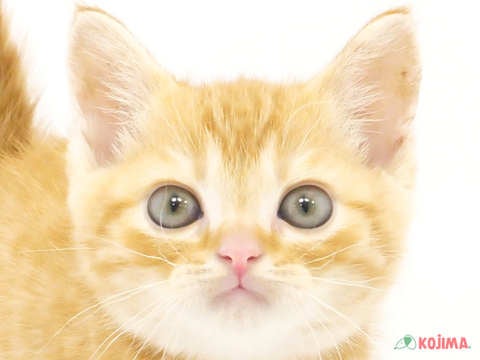 千葉県のスコティッシュストレート (コジマアリオ柏店/2024年2月26日生まれ/男の子/レッドタビー)の子猫