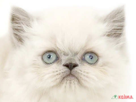 東京都のヒマラヤン (コジマGRAND亀戸店/2024年2月27日生まれ/女の子/ブルーポイント)の子猫