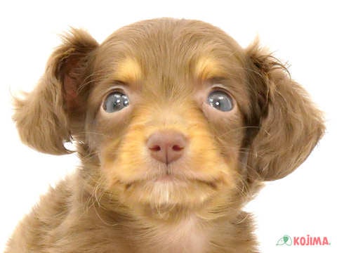 東京都のチワックス(チワワ×ダックス) (コジマアリオ北砂店/2024年2月26日生まれ/男の子/チョコレートタン)の子犬