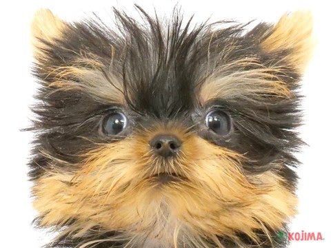 東京都のヨークシャーテリア (コジマGRAND亀戸店/2024年2月10日生まれ/女の子/スチールブルータン)の子犬