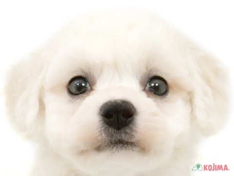 東京都のビションフリーゼ (コジマ田端店/2024年2月25日生まれ/男の子/ホワイト)の子犬