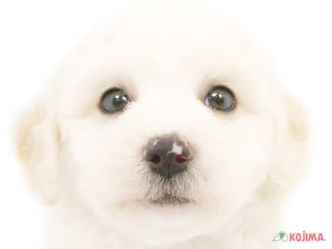 東京都のビションフリーゼ (コジマ練馬店/2024年2月25日生まれ/男の子/ホワイト)の子犬