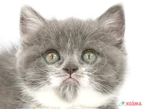東京都のスコティッシュストレート (コジマ国立店/2024年2月25日生まれ/女の子/ブルータビーホワイト)の子猫