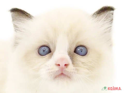 神奈川県のラグドール (コジマ横浜青葉店/2024年2月25日生まれ/男の子/シールポイントバイカラー)の子猫