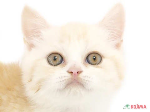 東京都のスコティッシュストレート (コジマアリオ北砂店/2024年2月22日生まれ/女の子/クリームタビーホワイト)の子猫