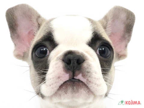神奈川県のフレンチブルドッグ (コジマニトリモール相模原店/2024年2月23日生まれ/女の子/フォーンホワイト)の子犬