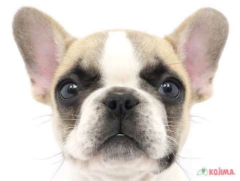 神奈川県のフレンチブルドッグ (コジマ横浜青葉店/2024年2月23日生まれ/女の子/フォーンホワイト)の子犬