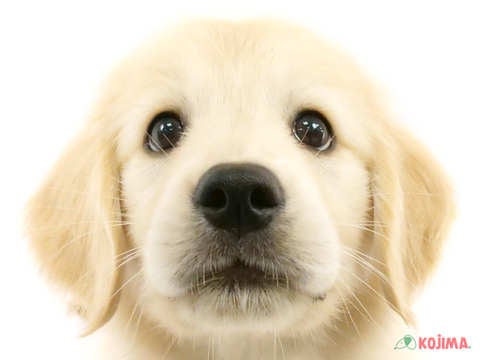 千葉県のゴールデンレトリバー (コジマアリオ蘇我店/2024年2月24日生まれ/女の子/ゴールデン)の子犬