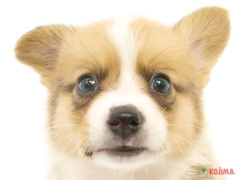 神奈川県のウェルシュコーギーペンブローク (コジマベイタウン横浜本牧店/2024年2月27日生まれ/男の子/セーブルホワイト)の子犬