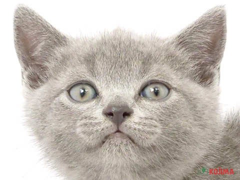 埼玉県のブリティッシュショートヘアー (コジマニトリ川越店/2024年2月25日生まれ/男の子/ブルー)の子猫