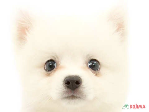 神奈川県の日本スピッツ (コジマニトリモール相模原店/2024年2月27日生まれ/女の子/ホワイト)の子犬