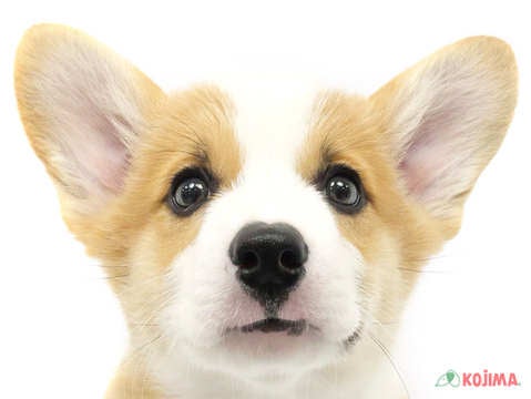 東京都のウェルシュコーギーペンブローク (コジマソコラ用賀店/2024年2月26日生まれ/男の子/レッドホワイト)の子犬