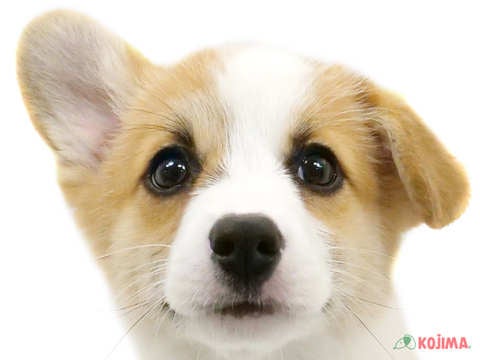 神奈川県のウェルシュコーギーペンブローク (コジマ横浜青葉店/2024年2月26日生まれ/女の子/レッドホワイト)の子犬