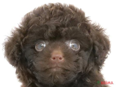 東京都のトイプードル(トイ) (コジマGRAND亀戸店/2024年2月27日生まれ/男の子/ブラウン)の子犬