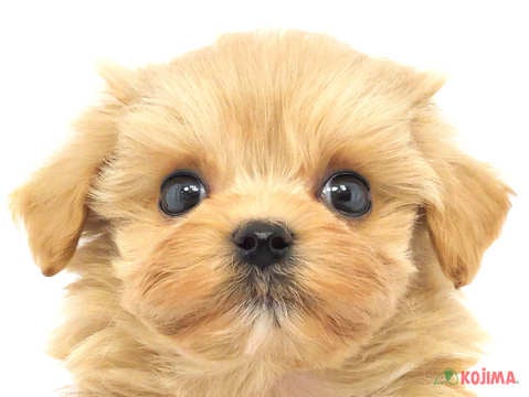 東京都のマルプー(マルチーズ×プードル) (コジマ八王子店/2024年2月25日生まれ/男の子/アプリコット)の子犬