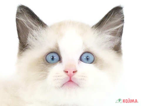 埼玉県のラグドール (コジマ浦和店/2024年2月24日生まれ/男の子/シールポイントバイカラー)の子猫