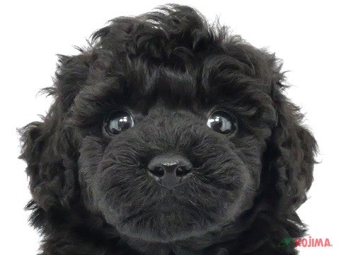東京都のトイプードル(トイ) (コジママチノマ大森店/2024年3月4日生まれ/女の子/ブラック)の子犬