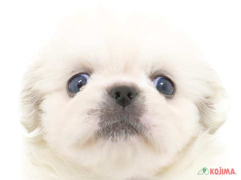 東京都のペキニーズ (コジマ府中店/2024年3月4日生まれ/男の子/ホワイト)の子犬