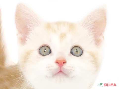 千葉県のスコティッシュストレート (コジマ四街道店/2024年3月3日生まれ/男の子/レッドタビーホワイト)の子猫