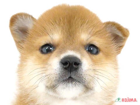 東京都の柴犬(標準サイズ) (コジマアリオ西新井店/2024年3月2日生まれ/女の子/赤)の子犬