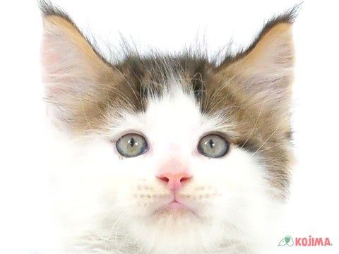 東京都のメインクーン (コジマ阿佐ヶ谷店/2024年3月3日生まれ/男の子/ブラウンタビーホワイト)の子猫