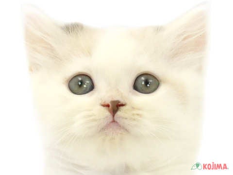 東京都のスコティッシュストレート (コジマ八王子店/2024年3月2日生まれ/女の子/ブルーパッチドタビーホワイトバン)の子猫