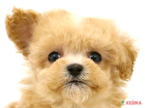 東京都のマルプー(マルチーズ×プードル) (コジマGRAND亀戸店/2024年3月4日生まれ/女の子/アプリコット)の子犬