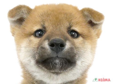 千葉県の柴犬(標準サイズ) (コジマフォルテ津田沼店/2024年3月2日生まれ/女の子/赤)の子犬