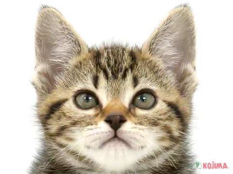 埼玉県のアメリカンショートヘアー (コジマ和光店/2024年3月2日生まれ/女の子/ブラウンタビー)の子猫