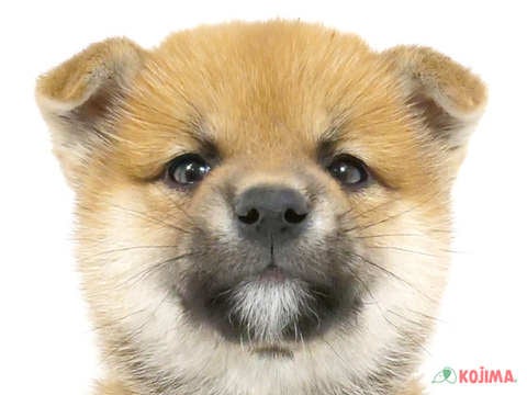 東京都の柴犬(標準サイズ) (コジマアリオ西新井店/2024年3月2日生まれ/男の子/赤)の子犬